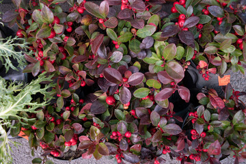 red and green leaves
