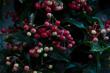 berries in the garden
