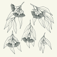 Set of hand drawn Australian native eucalyptus © Maria