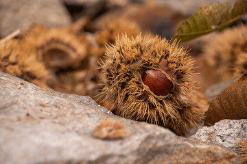 The wonderful chestnut season has started..