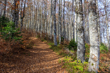 Herbststimmung auf dem Wanderweg Bernauer Hochtal Steig in einem Buchenwald