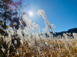 Fototapeta premium grass and sky