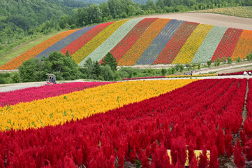 北海道美瑛町の広大な花畑の丘