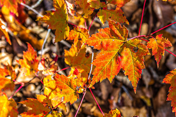 autumn leaves on the tree