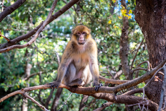 Moroccan monkey sitting on a tree branch