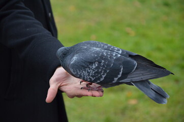 pigeon on the hand