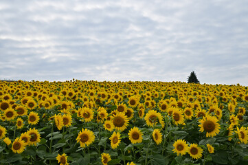 Obraz premium 北海道美瑛町のひまわり畑