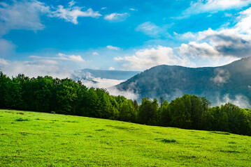 the field is covered with grass near trees against the background of the morning fog in the mountains. mountain background.