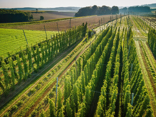 Naklejka premium Hop field view from top during harvesting phase with tractor 