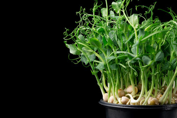 Obraz premium Young pea sprouts in a pot, microgreens, close-up on a dark background, space for text..