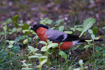 Gimpel bei der Futtersuche	