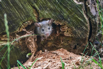 Hausmaus bei der Nahrungssuche	