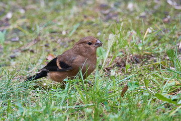Gimpel Jungvogel