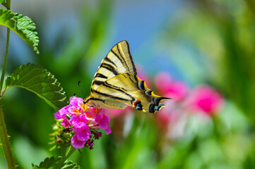 Beautiful and colorful image of a butterfly resting on a flower 