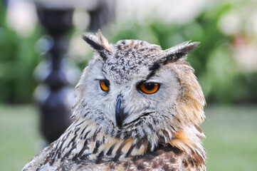 Owl on display in a natural park