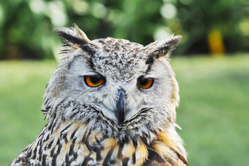 Owl on display in a natural park