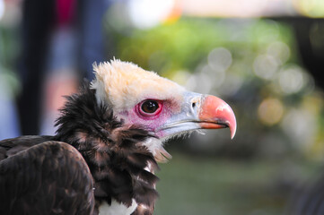 Eagle perched on display in a natural park