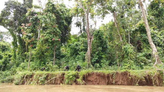 Des chimpanz&eacute;s sur l'ile de Pongo au Cameroun