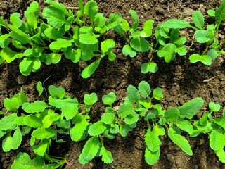 Young green shoots and leaves in bed in greenhouse