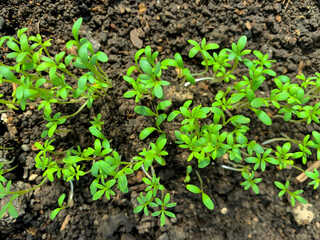 Young green shoots and leaves in bed in greenhouse