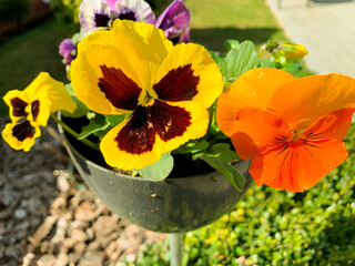 Viola tricolor grow in pot outdoors. studio photo.