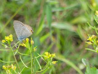 ウラナミシジミ