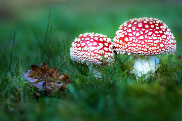 fly agaric in the grass