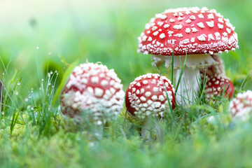 fly agaric mushrooms