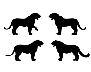 standing and roaring big cat side view outline - tiger, lioness and snow leopard black and white vector silhouette design set