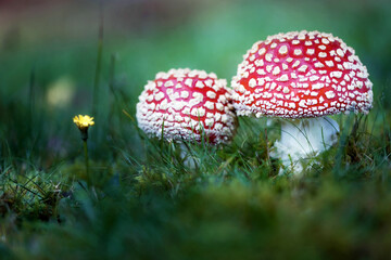 fly agaric mushroom in forest