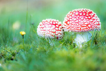 fly agaric on a meadow 