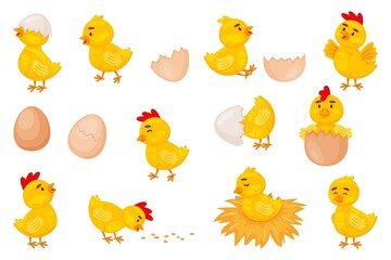 Cartoon baby chickens, easter cute little chicks. Funny newborn chicken in eggshell, chick hatching from egg, farm bird animal vector set. Cute yellow character on nest, eating seed