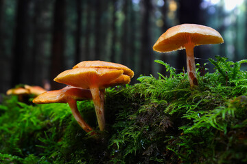 Mushrooms on moss in a forest