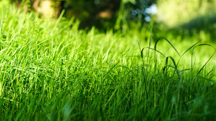 Macro d'herbes sauvages, poussant à proximité des rives de l'Adour
