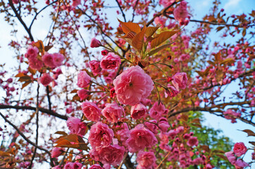 Sakura branch with delicate dense flowers with pink petals and green leaves on a tree in a park on a spring day