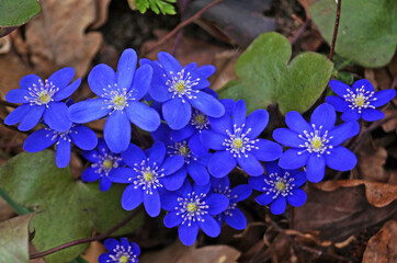 Anemone flowers with delicate blue petals on a bush with green leaves in a meadow on a spring day