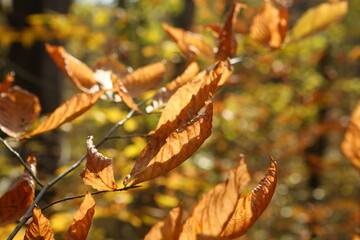 Branches with yellow leaves in the autumn forest