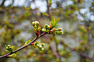 Cherry and cherry flowers with white petals on a branch with green leaves on a sunny spring day