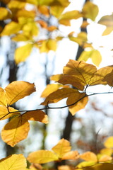 Branches with yellow leaves in the autumn forest