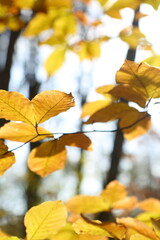 Branches with yellow leaves in the autumn forest