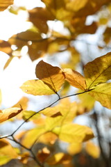 Branches with yellow leaves in the autumn forest