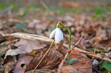 Snowdrop flowers with delicate white petals and a yellow-green center with thin green leaves in a meadow on a sunny day