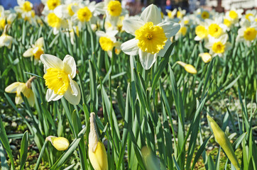 Narcissus flowers with delicate white and yellow petals on a bush with green leaves on a sunny spring day