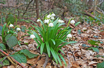 Snowdrop flowers with delicate white petals and a yellow-green center with thin green leaves in a meadow on a sunny day