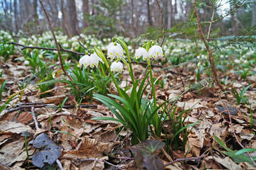 Snowdrop flowers with delicate white petals and a yellow-green center with thin green leaves in a meadow on a sunny day