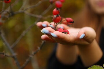 Gathering rose hips in the forest