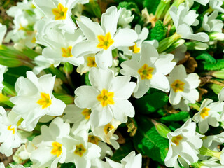 White floral background from Primula. Studio Photo