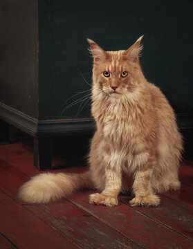 Beautiful blond Maine Coon male cat sitting on a wooden floor