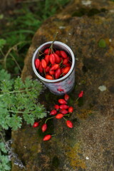 Gathering rose hips in the forest