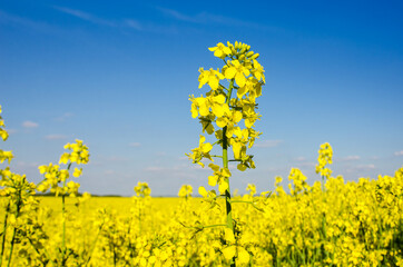 Obraz premium Charming summer landscape with flowers of rape on the background of blue sky.